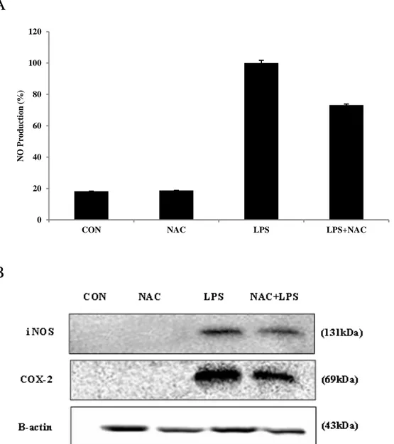 Fig.  10.  Effect  of  BEMB  and  NAC  on  the  production  of  NO,  expression  of  iNOS  and  COX-2 in LPS-stimulated RAW264.7cells