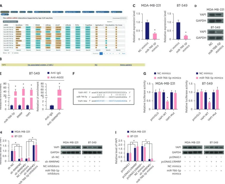 Figure 4. Upregulation of YAP1 in TNBC cells by RMRP via miR-766-5p. (A) Target mRNAs processing binding sites of miR-766-5p were predicted using starBase