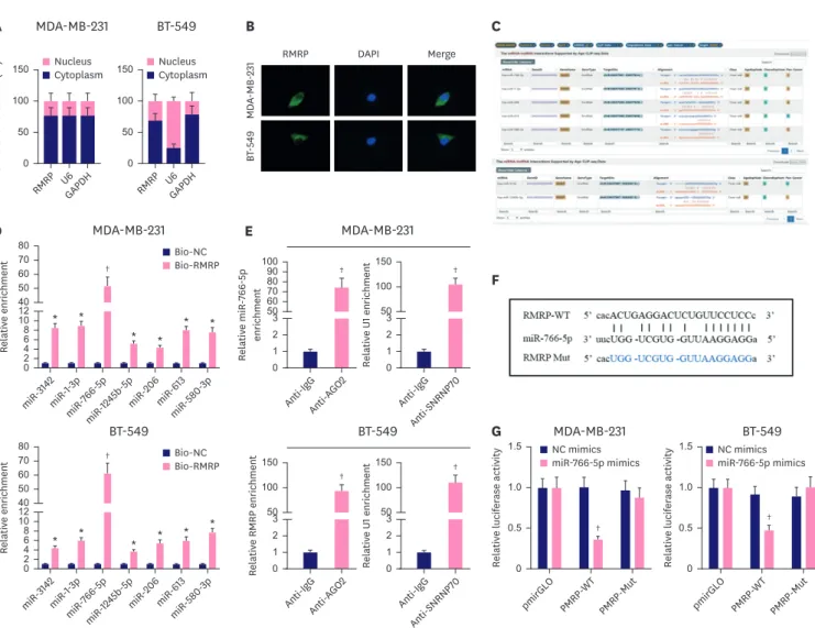 Figure 2. MiR-766-5p as a downstream target of RMRP. (A) Subcellular fractionation demonstrated the distribution of RMRP in TNBC cells (Student's t-test)