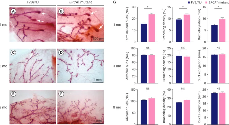 Figure 2. Histologic images of mammary gland development between FVB/NJ (A, C, E) and BRCA1 mutant (B, D, F) mice