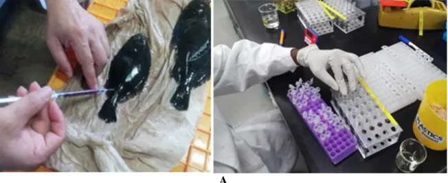 Figure  2.  Blood sample collection, analysing in laboratory (A) and challenge experiment 