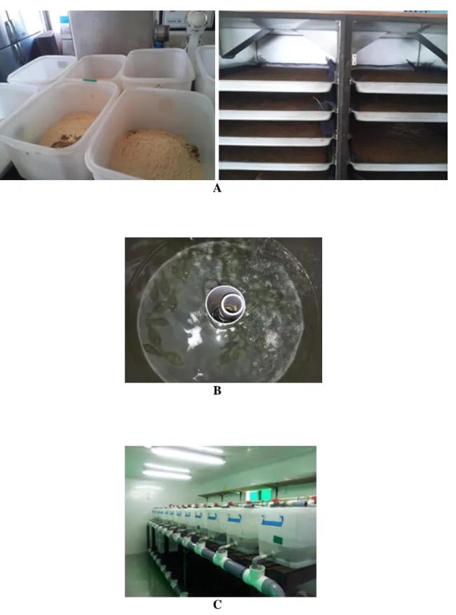 Figure  5.  Preparation  of  experimental  diets  (A),  experimental  fish  (B)  and  challenge 