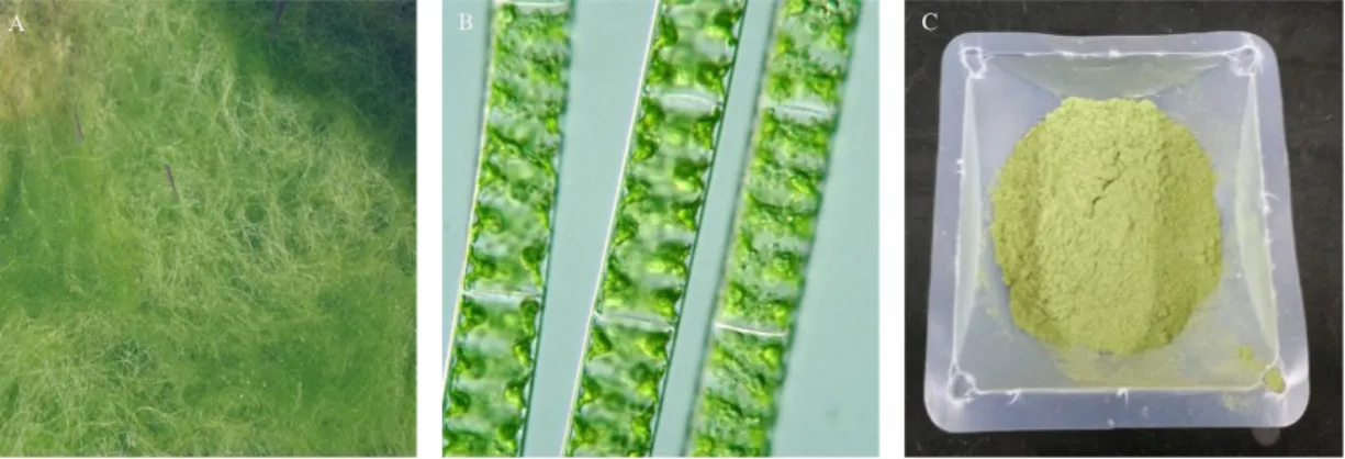 Fig. 1. The photograph of  Spirogyra sp..  A. Spirogyra sp. in the shallow pond.  