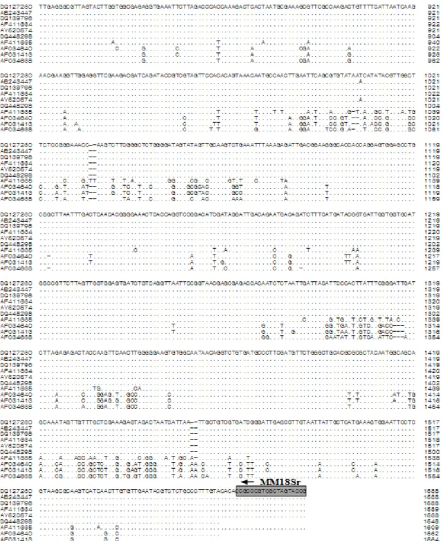 Fig. 1. The small subunit ribosomal DNA (SSU rDNA) gene of Enteromyxum leei which was reported  to be a causative agent of the olive flounder (Paralichthys olivaceus) emaciation disease in Japan
