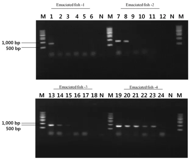 Fig. 5. PCR amplification from nucleic acids of intermal organs from the emaciated olive flounder (P