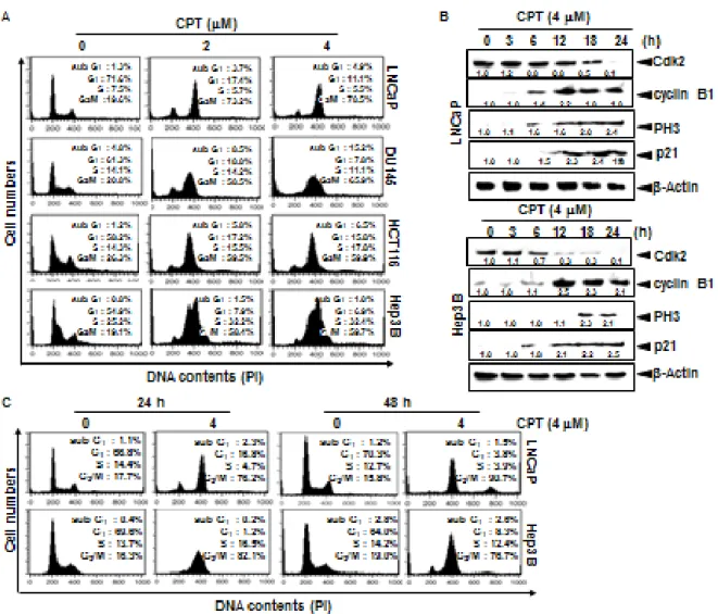 Fig. 2. Camptothecin (CPT)-induced G 2 /M phase arrest. Cells were seeded at 1 × 10 5  cells/ml 