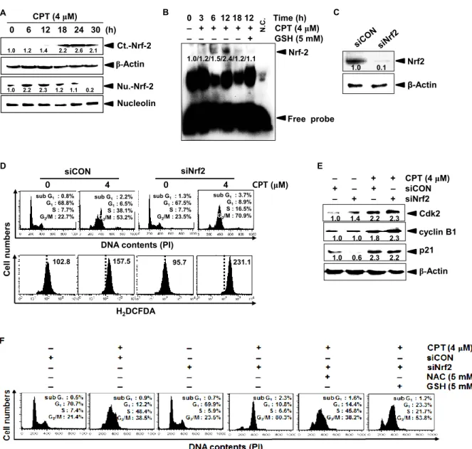 Fig.  4.  Camptothecin  (CPT)-induced  the  expression  of  Nrf2  level.  (A)  LNCaP  cells  were 