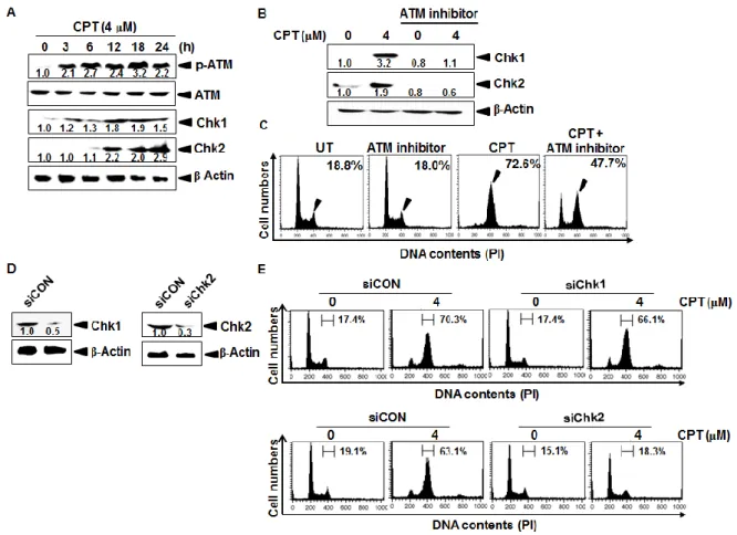 Fig. 5. Effect of camptothecin (CPT) on ATM and Chks activation in LNCaP cells. LNCaP 