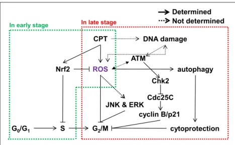 Fig. 10. Scheme of Camptothecin (CPT)-induced G 2 /M phase cell cycle arrest. Model for the 