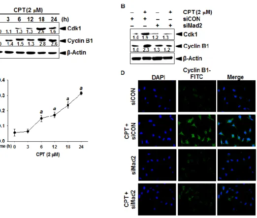 Fig. 12. Effect of camptothecin (CPT) on cyclin B1 and Cdk1. (A) LNCaP cells were seeded 