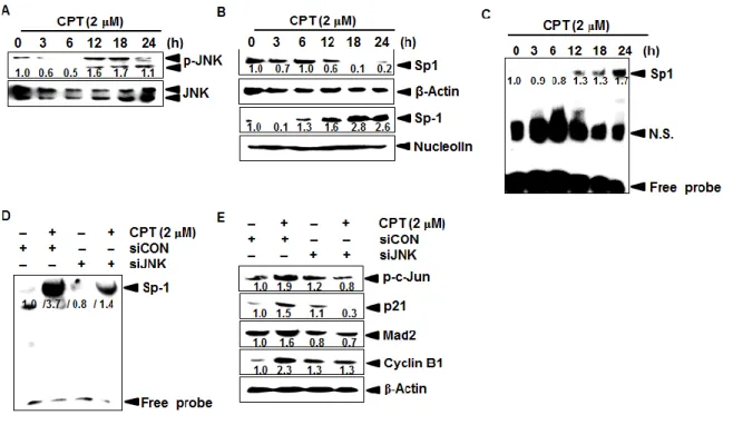 Fig. 13. Effect of camptothecin (CPT) on JNK dependent-Sp1 activation. LNCaP cells were 