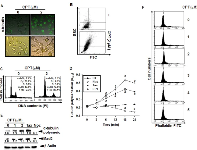 Fig. 15. Effect of camptothecin (CPT) on tubulin polymerization. LNCaP cells were seeded at 
