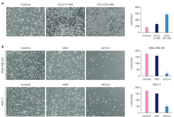 Figure 4. CCL3 recruits MDSCs in vitro. The chemotactic effects of different concentrations of CCL3 (1 and 10 nM) (A) and the conditioned medium from breast  cancer cells with or without CCL3 knockdown (B) on MDSCs