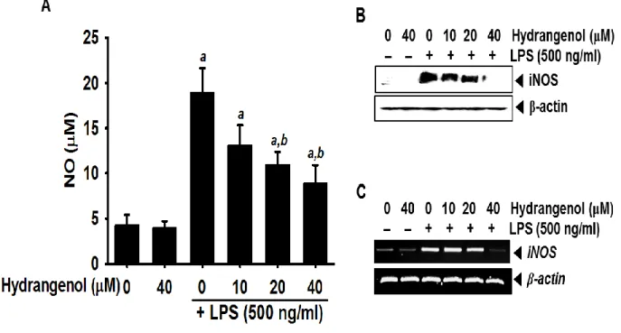 Figure 2.    Effect of Hydrangenol on LPS-induced NO production and iNOS expression  in BV2 microglial cells