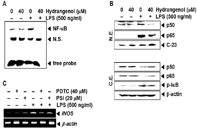 Figure 3.    Effect of Hydrangenol on NF-κB activity in LPS-stimulated BV2 microglial  cells