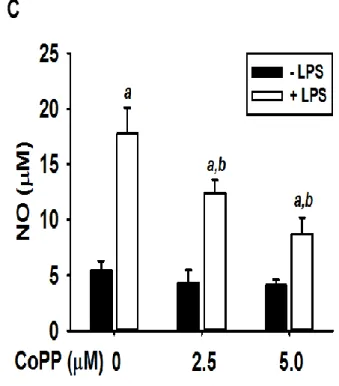 Figure 4.    NO production by Hydrangenol-induced HO-1 expression in BV2 microglial  cells