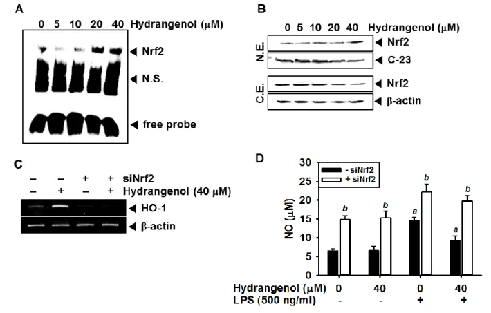 Figure 5. Effect of Hydrangenol-induced Nrf2 in LPS-stimulated BV2 microglial cells.   