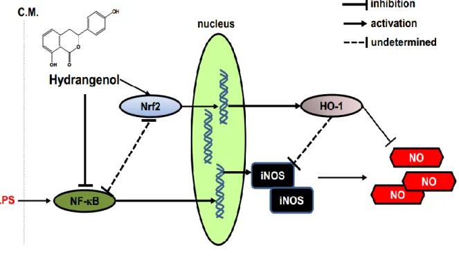 Figure 6.    Anti-inflammatory effect of Hydrangenol in LPS-stimulated BV2 microglial  cells