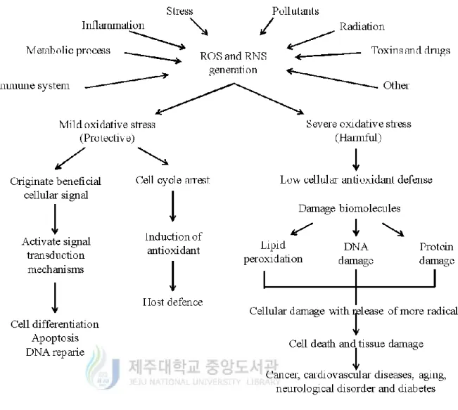 Figure 04. Causes of ROS generation and protective effect and harmful effects of ROS 