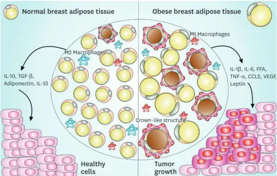 Figure 1. CLS-mediated signaling pathway in normal and obese adipose tissue and impact on breast cancer