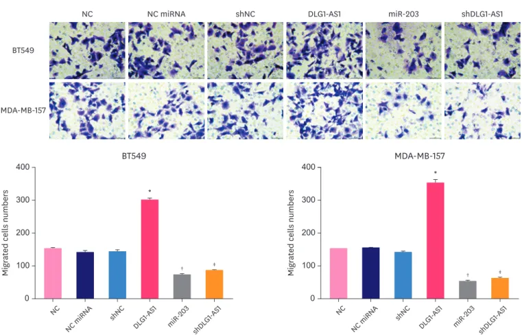 Figure 5. Effects of DLG1-AS1 and miR-203 upregulation and DLG1-AS1 downregulation on BT549 and MDA-MB-157 cell migration