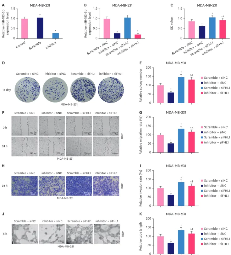 Figure 7. Low expression of FHL1 partially reversed the inhibitory effect of the low expression of miR-183-5p on the proliferation, migration, invasion, and tube  length of MDA-MB-231 cells