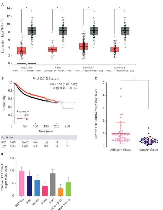 Figure 1. FHL1 expression was downregulated in several BC tissues and BC cell lines. (A) FHL1 expression in various BC tissues was analyzed via StarBase