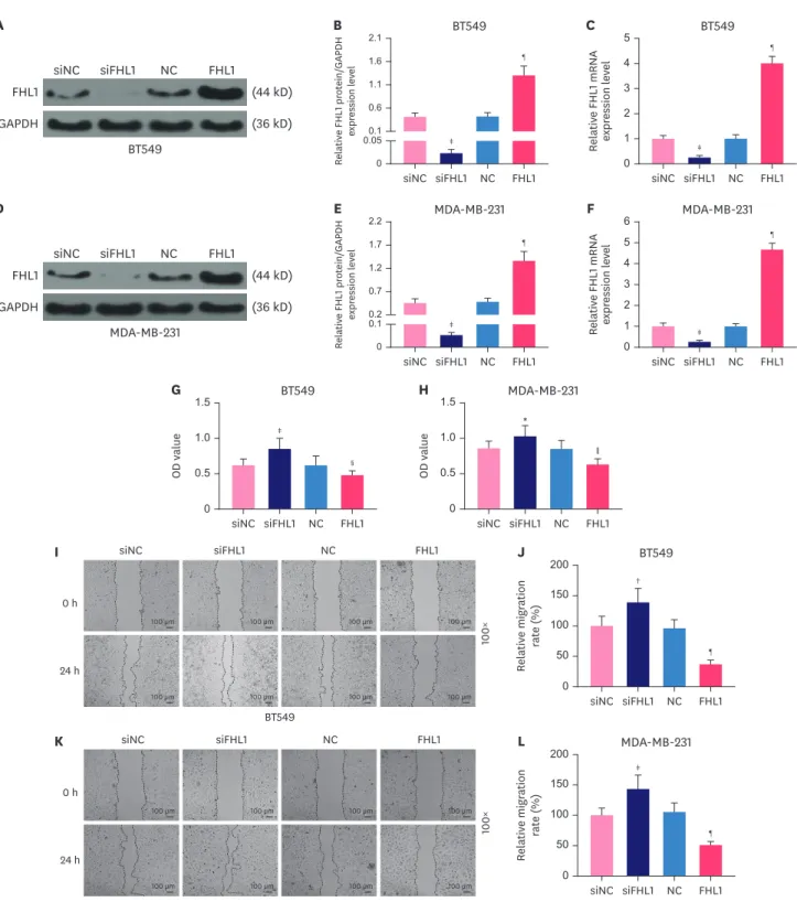Figure 2.  The transfection of FHL1 or siFHL1 regulated FHL1 expression, viability, and migration of BT549 and MDA-MB-231 cells