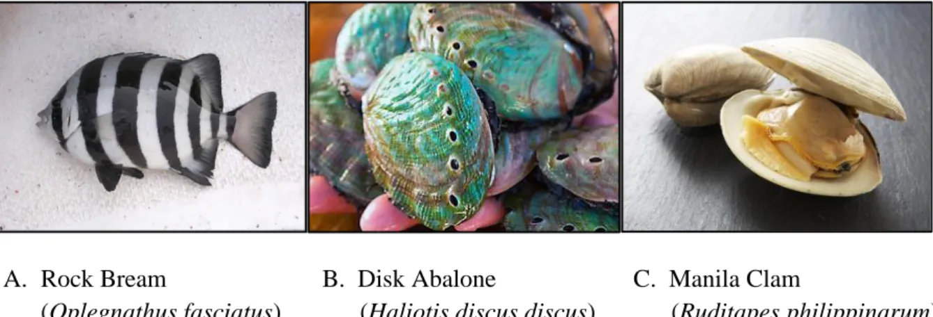 Fig. 1. Three marine species used in the research. 