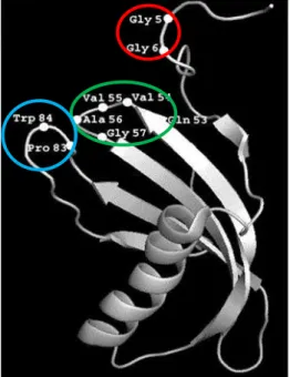 Fig.  2.  Oryzacystatin  three-dimensional  structure.  Ribbon 