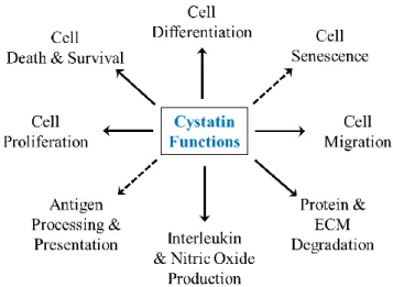 Fig.  3. Diverse  biological  functions  of  the  cystatins.   The  cytoplasmic  stefins  and  cell- cell-secreted  cystatins  have  been  implicated  in  a  multitude  of  biological  processes,  including  cell  differentiation,  proliferation,  survival