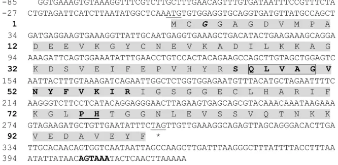 Fig. 4C. Nucleotide and deduced amino acid sequences of McCyt B. The start (ATG) and stop (TAG) 