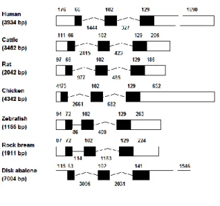 Fig. 6. Schematic representation and comparison of rock bream and disk abalone cystatin B genomic 