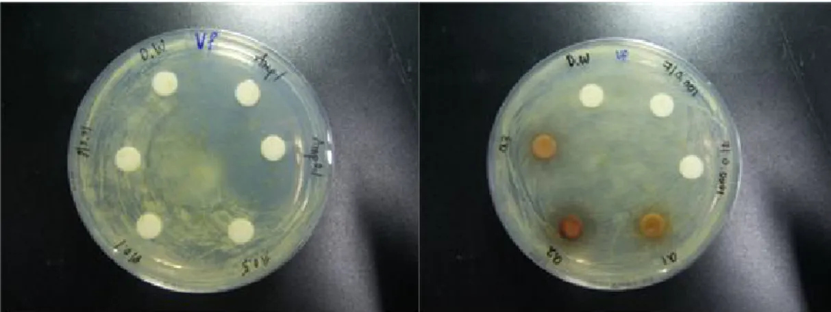 그림  6  Paper  Disc,  Aeromonas  bivalvium