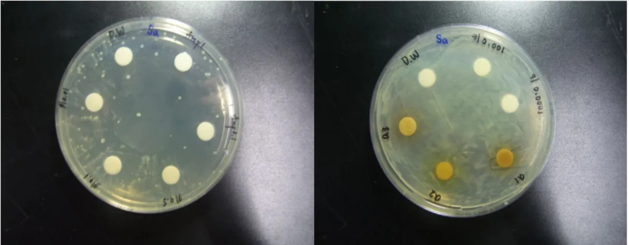 그림  9  Paper  Disc,  Staphylococcus  aureus