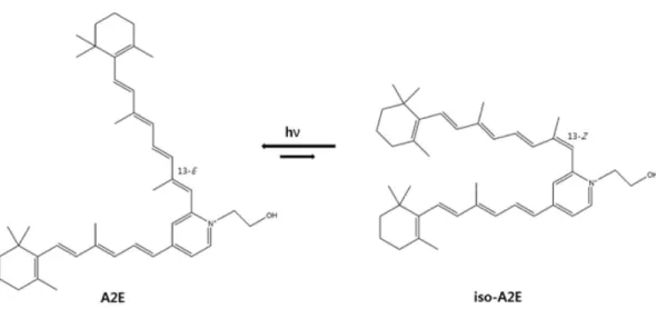 Fig. 2. Visual cycle and A2E formation.