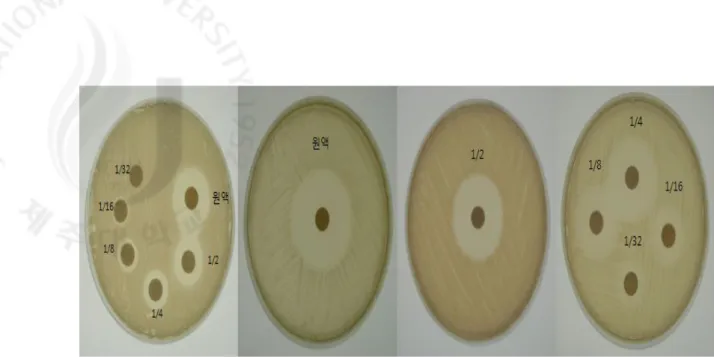 Fig.  2.  Antibacterial  activity  of  the  isolated  garlic  serial  dilution  against  S