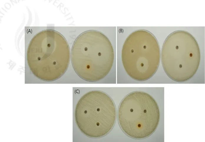 Fig.  4.  Antibacterial  activity  of  the  isolated  antibioties  against  E.  tarda  (A),  S 