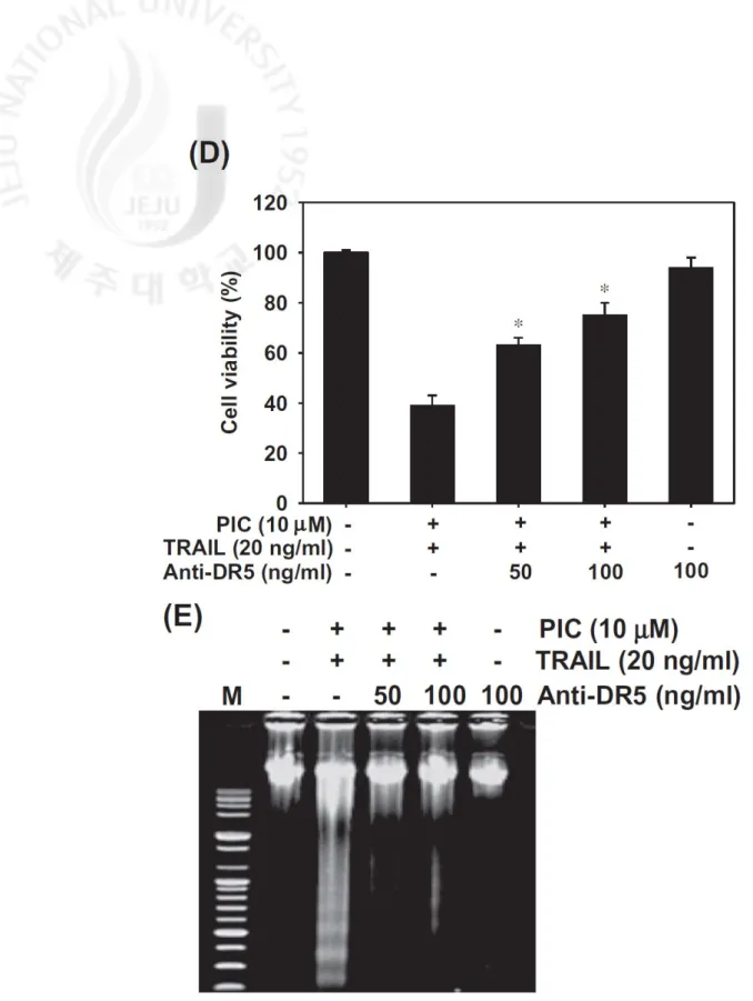 Fig. 3. PIC sensitizes TRAIL-induced apoptosis via up-regulation of DR5. (A) THP-