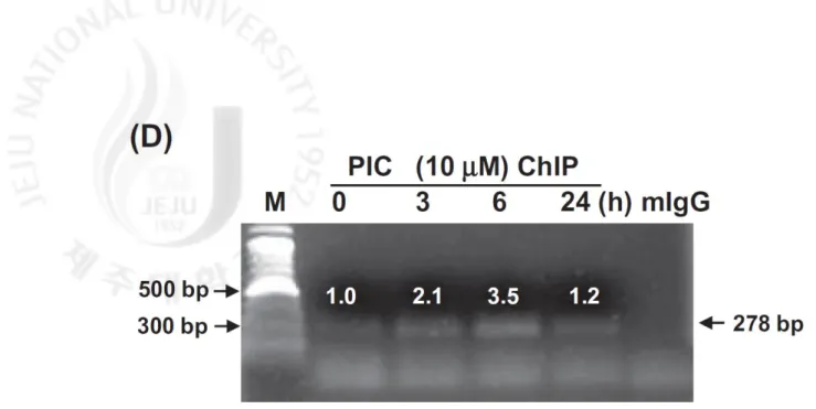 Fig.  4.  PIC  enhances  DR5  expression  via  activation  of  Sp1.  (A)  THP-1  cells  were 