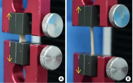 Figure 1. Tensile strength testing. (A) The tissue was fixed in the universal testing machine and (B) stretched in  the direction of the yellow arrows.