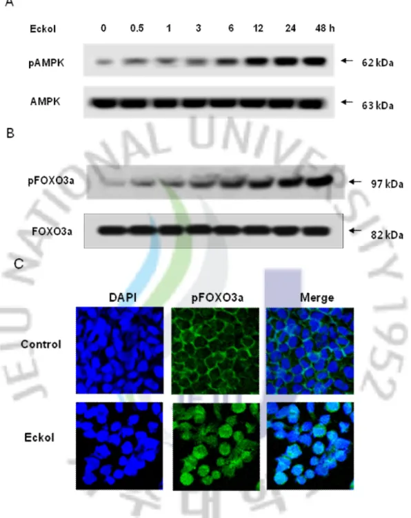 Fig.  6.  Eckol  mediated  on  AMPK/FOXO3a  signaling  pathway  and  FOXO3a 