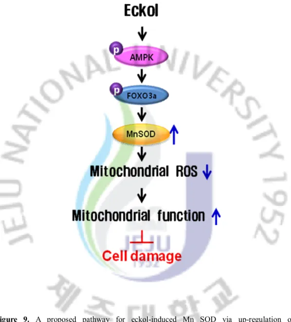 Figure  9.  A  proposed  pathway  for  eckol-induced  Mn  SOD  via  up-regulation  of 