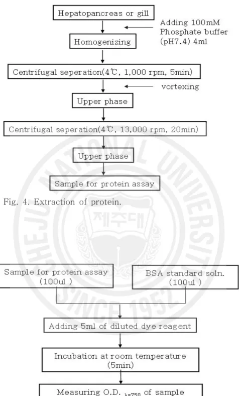 Fig.  4.  Extraction  of  protein.
