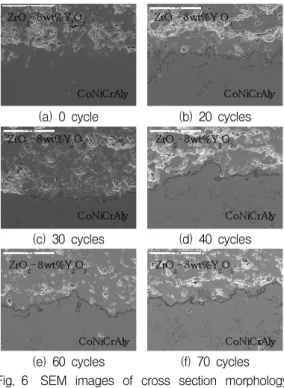 Fig.  7 Changes  of  TGO(Al 2 O 3 )  thickness  by  cyclic  thermal  shock  fatigue  test