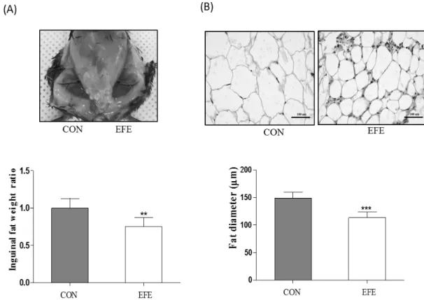 Fig. 2. Effect of EFE local injection on the weight and fat diameter of inguinal fat tissues