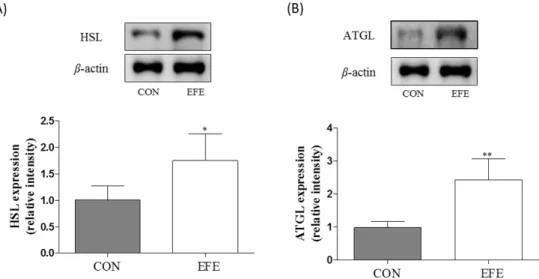 Fig.  4.  Effect  of  EFE  on  the  cell  viability  of  3T3-L1  preadipocytes. 