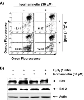 Fig.  3.  Effects  of  isorhamnetin  on  reactive  oxygen  species  (ROS)  generation, and the levels of Bax and Bcl-2 in H 2 O 2 -treated C2C12  myoblasts