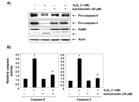 Fig. 4. Prevention of H 2 O 2 -induced activation of caspase-9 and -3, and degradation of poly (ADP-ribose)-polymerase (PARP) by isorhamnetin in  C2C12 myoblasts