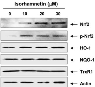 Fig. 5. Induction of nuclear factor erythroid 2 related factor 2 (Nrf2)  and heme oxygenase 1 (HO-1) expression by isorhamnetin in C2C12 myoblasts